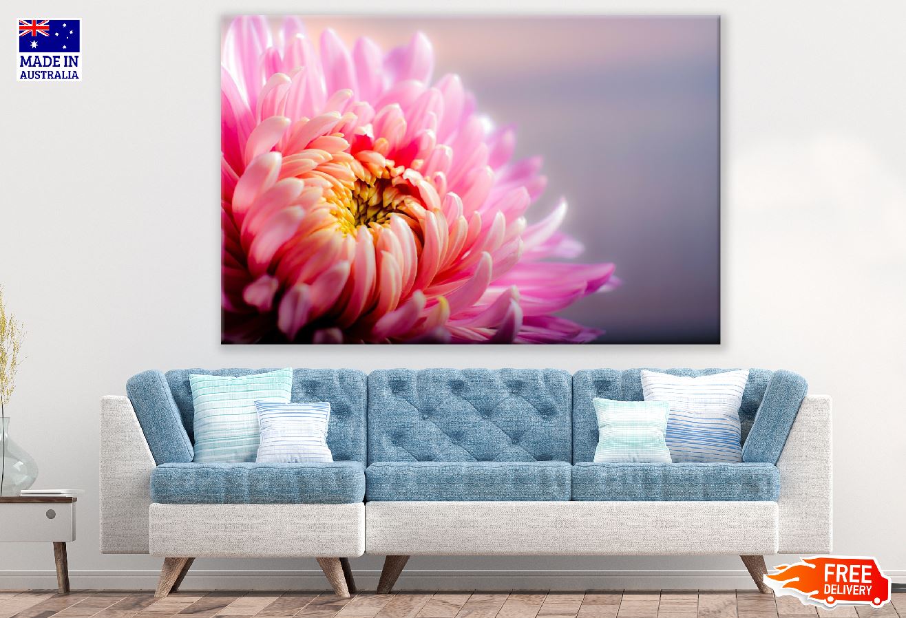 Pink Daisy Flower Closeup Photograph Print 100% Australian Made