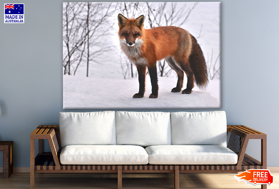 Fox Walking on Snow Photograph Print 100% Australian Made