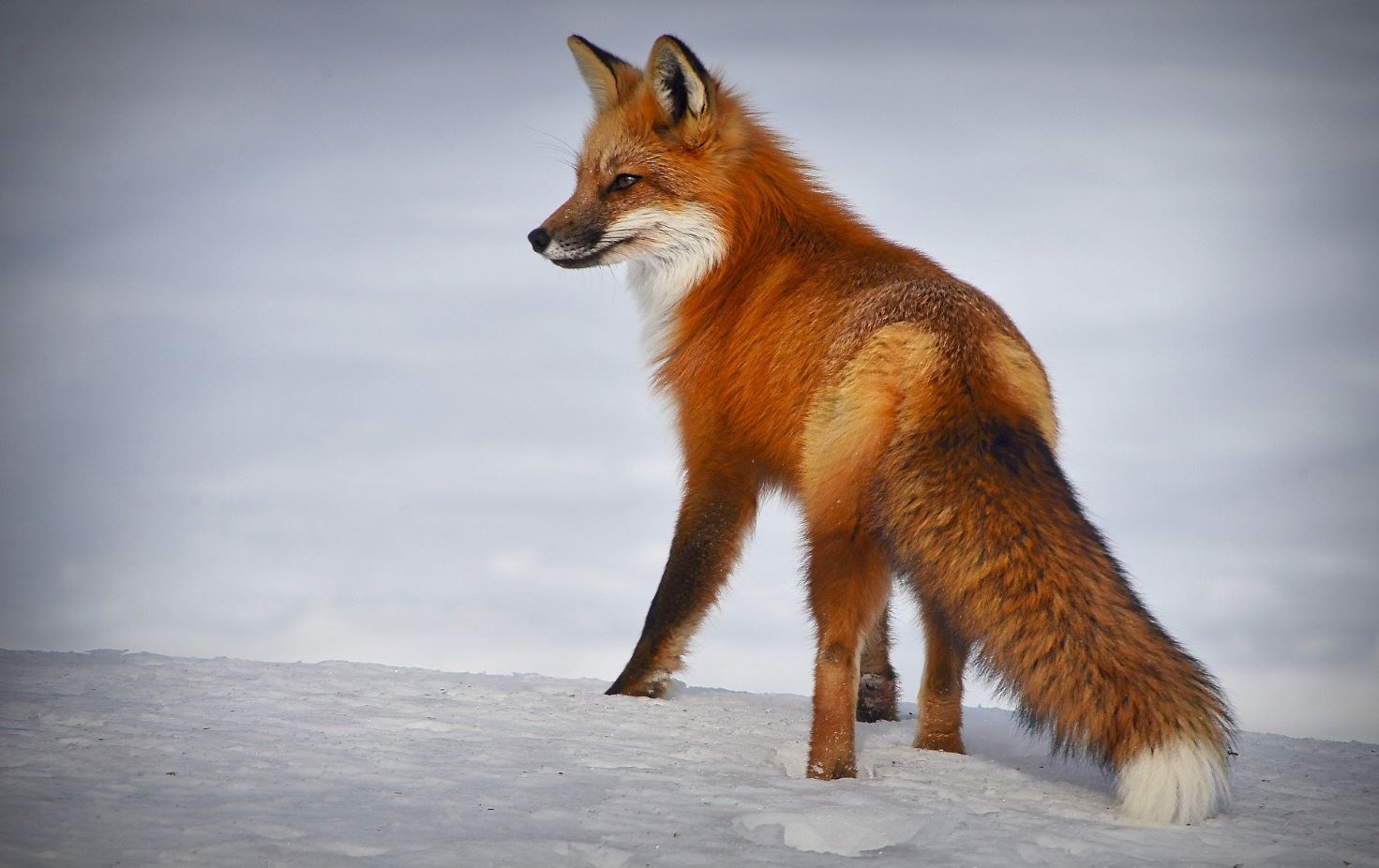 Fox on Snow Closeup Photograph Home Decor Premium Quality Poster Print Choose Your Sizes