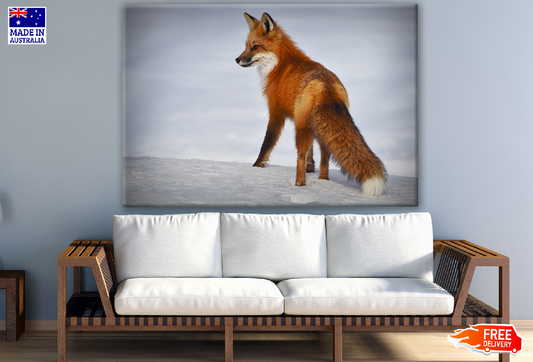 Fox Walking on Snow Photograph Print 100% Australian Made