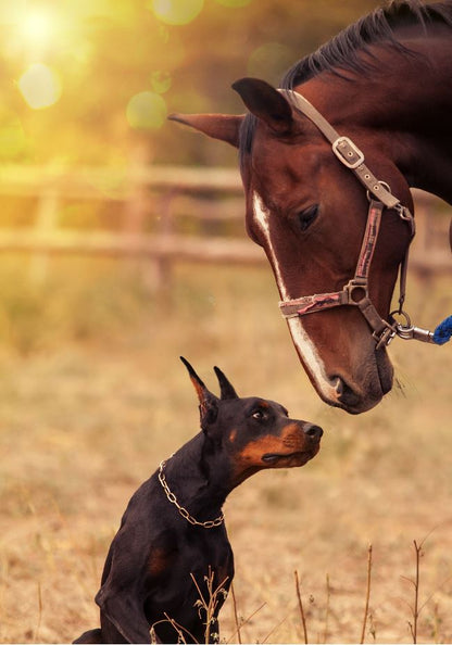 Dog & Horse Photograph Print 100% Australian Made