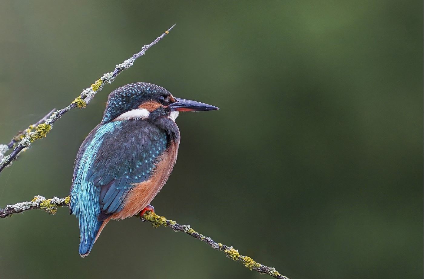 Kingfisher on a Tree Branch Print 100% Australian Made