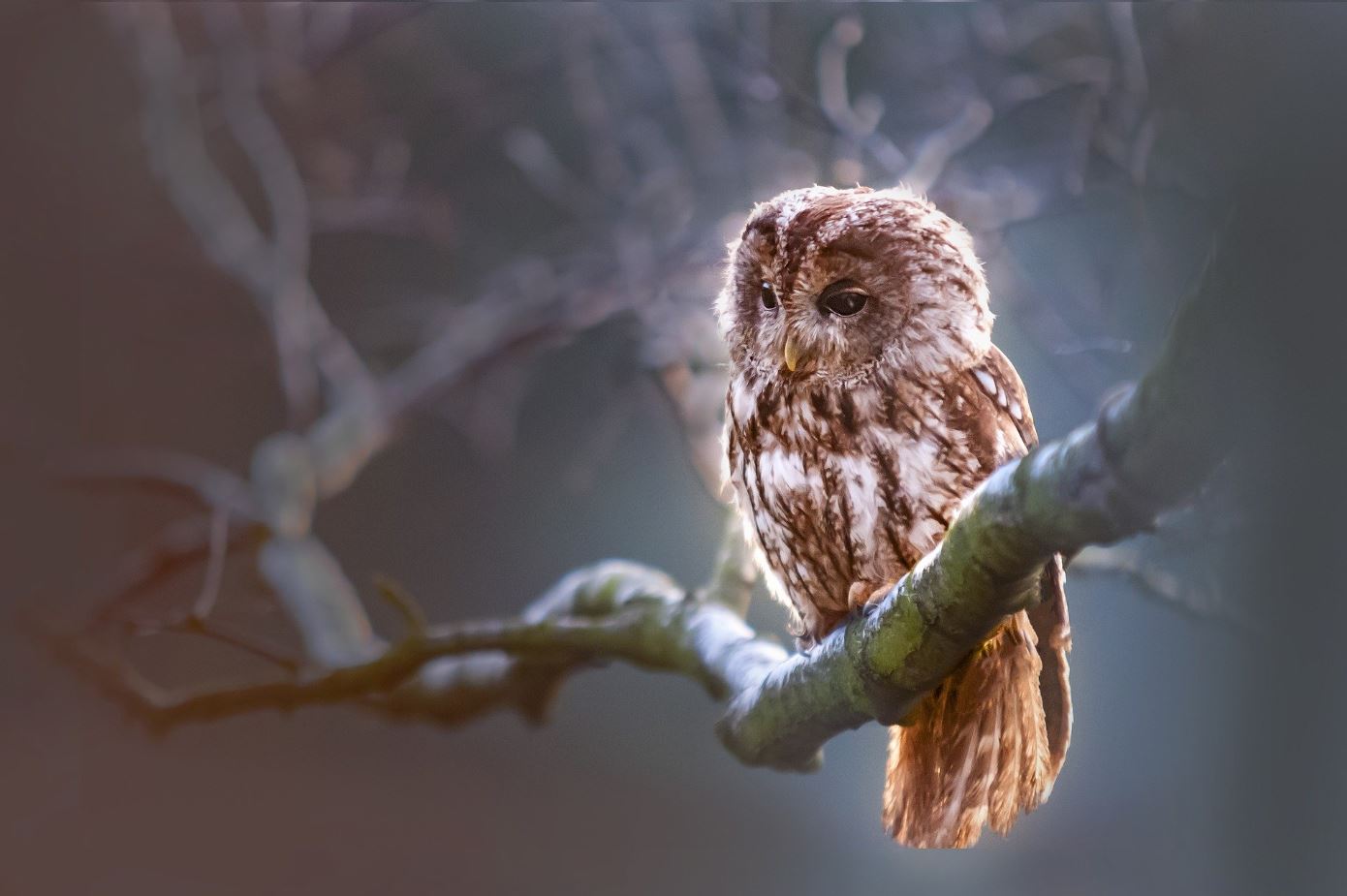 Owl on a Tree Branch Print 100% Australian Made