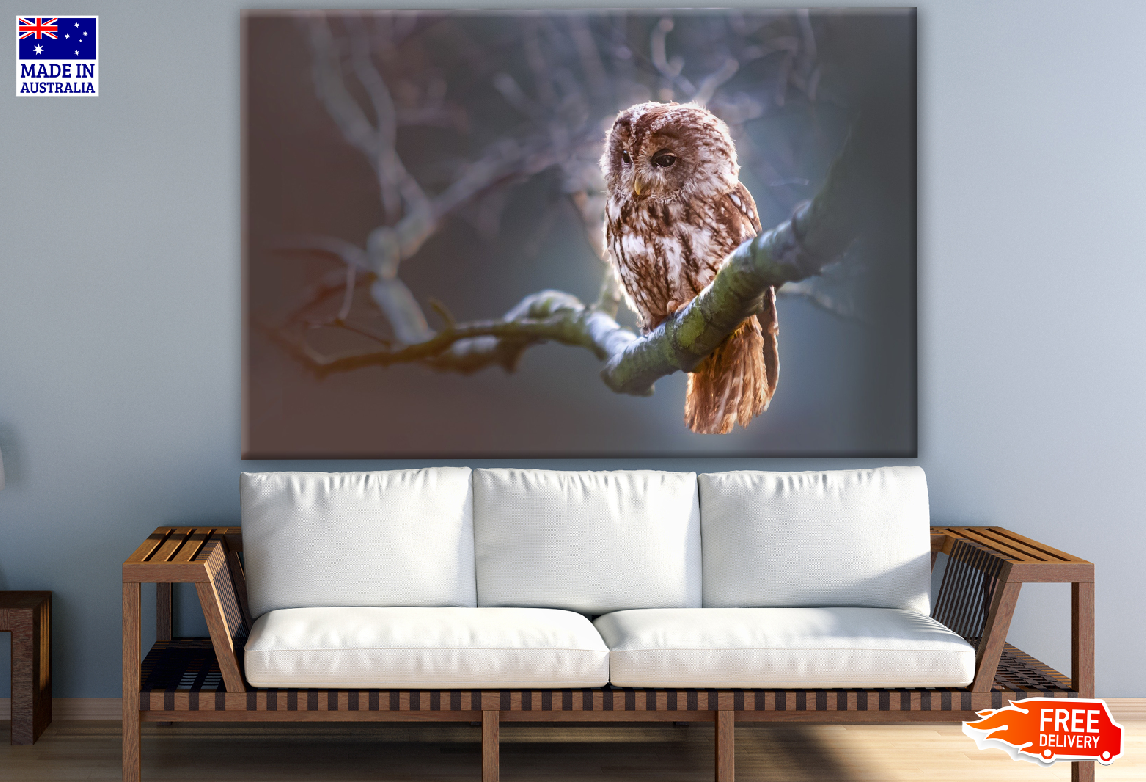 Owl on a Tree Branch Print 100% Australian Made