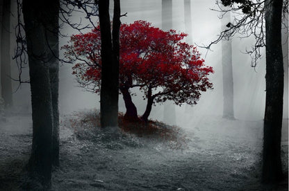 Tree with Red Leaves in a Dark Misty Forest Photograph Print 100% Australian Made