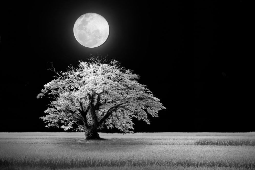 Tree & Moon B&W Photograph Print 100% Australian Made