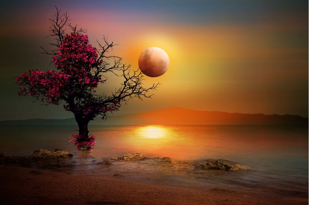 Tree on Lake Sunset Digital Art Home Decor Premium Quality Poster Print Choose Your Sizes