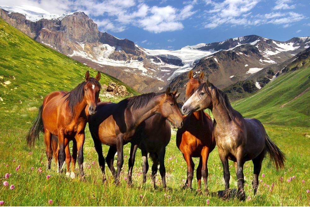 Horses on Meadow Photograph Home Decor Premium Quality Poster Print Choose Your Sizes