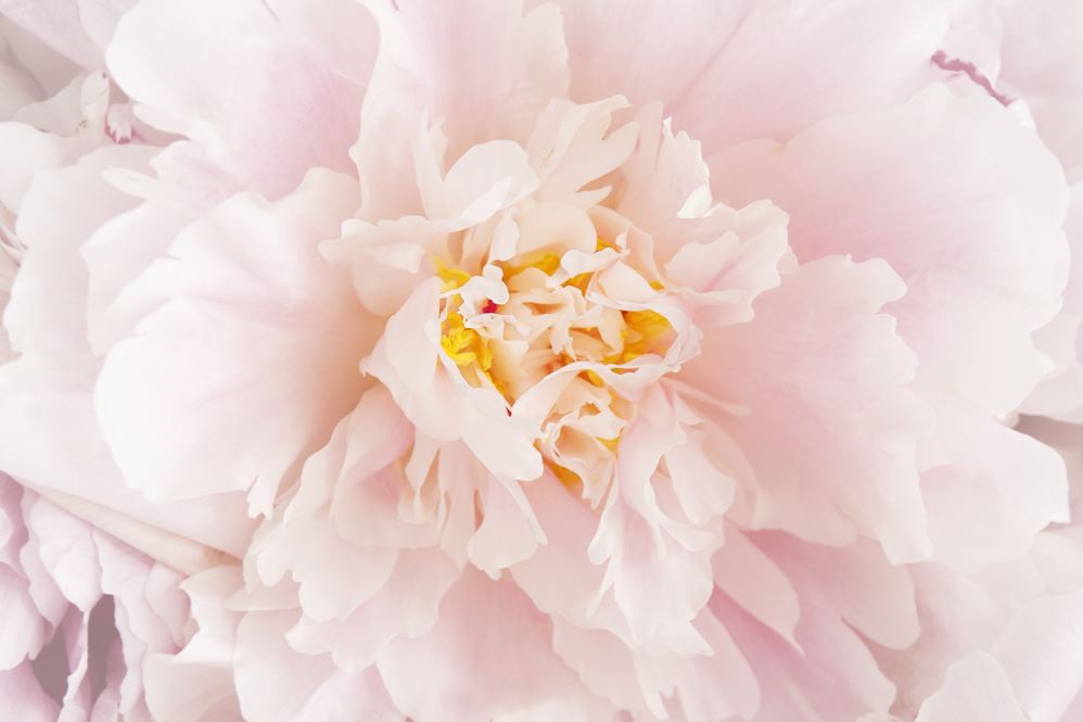 Pink Flower Closeup Photograph Print 100% Australian Made