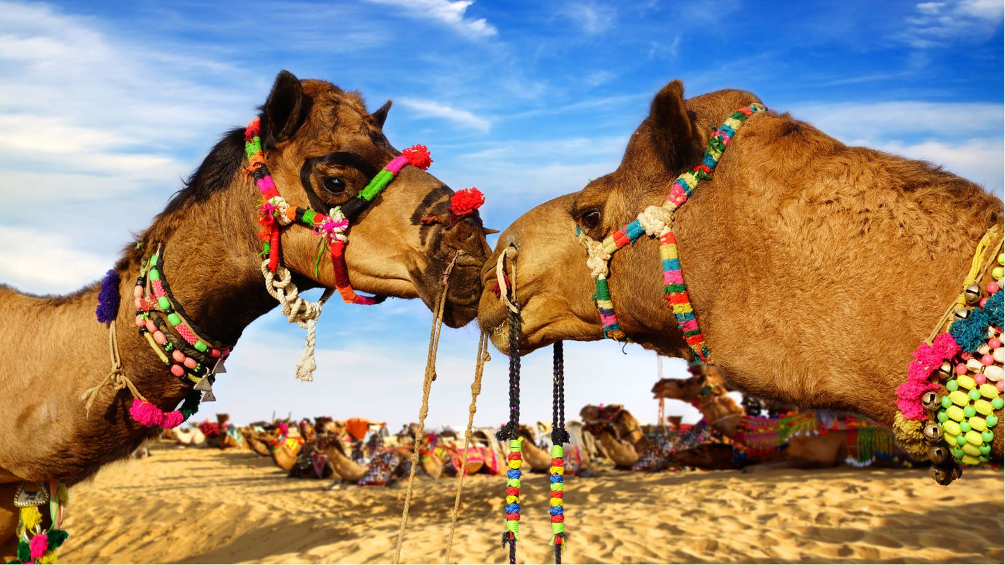 Kissing Camels Photograph Print 100% Australian Made