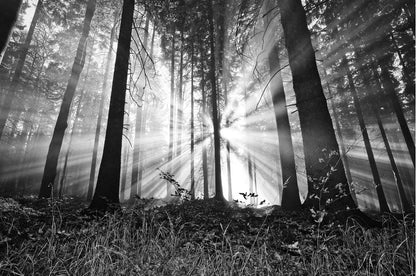 Sunrays in Forest B&W Photograph Home Decor Premium Quality Poster Print Choose Your Sizes