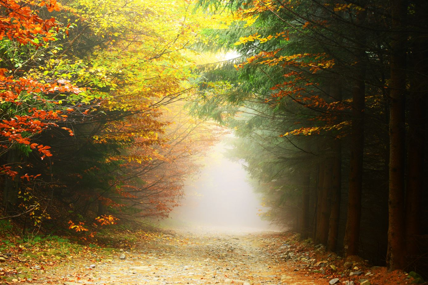 Colourful Misty Forest Photograph Print 100% Australian Made