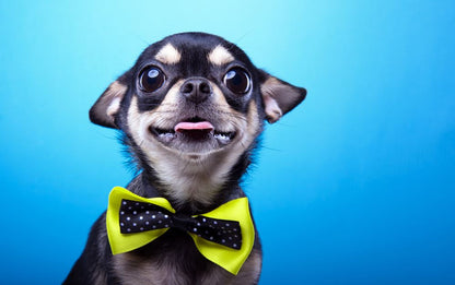 Beautiful Chihuahua Dog with Bow-Tie Photograph Print 100% Australian Made