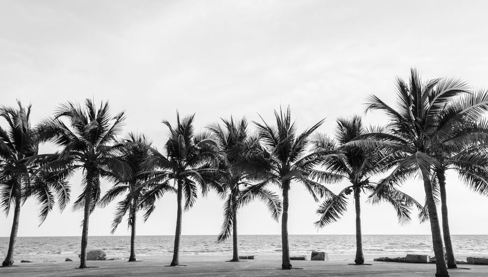 Palm Tree Row Near Beach B&W Photograph Print 100% Australian Made