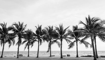 Palm Trees Near Sea B&W Scenery Home Decor Premium Quality Poster Print Choose Your Sizes