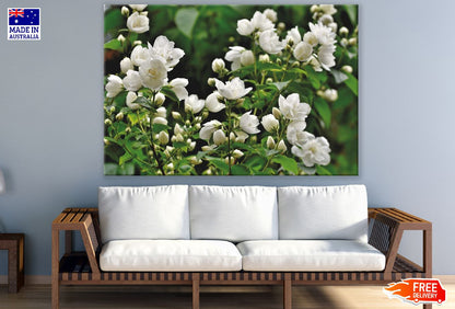 White Jasmine Flowers Photograph Print 100% Australian Made