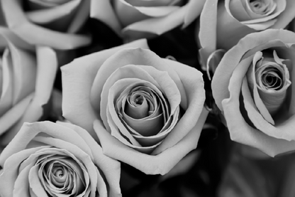 B&W Rose Flowers Photograph Print 100% Australian Made