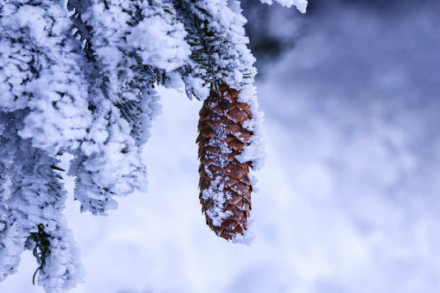 Snow Covered Pine Cone Photograph Print 100% Australian Made