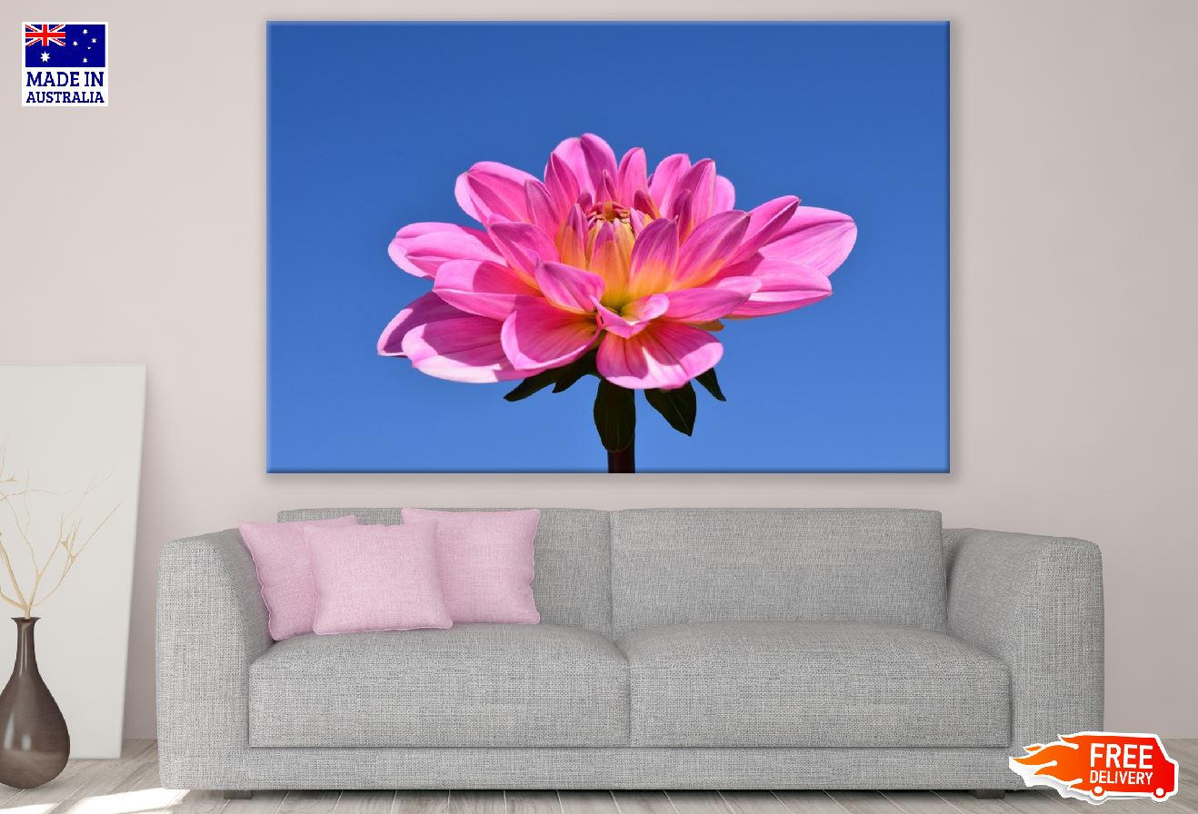 Pink Dahlia Flower & Blue Sky Photograph Print 100% Australian Made