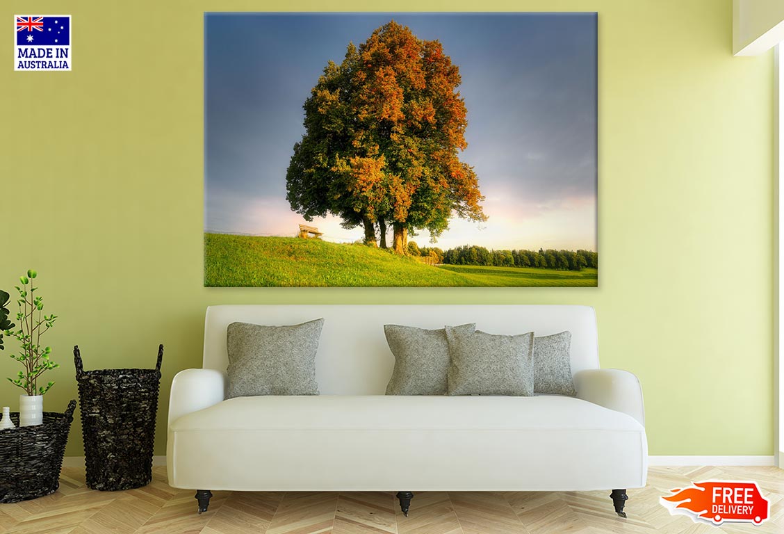 Huge Maple Tree on Meadow Photograph Print 100% Australian Made