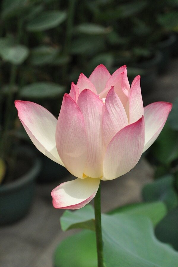 White Pink Lotus Closeup Photograph Print 100% Australian Made