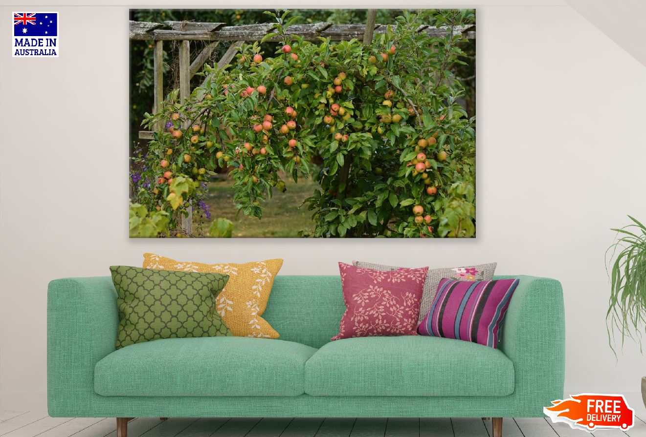 Apple Tree Photograph Print 100% Australian Made