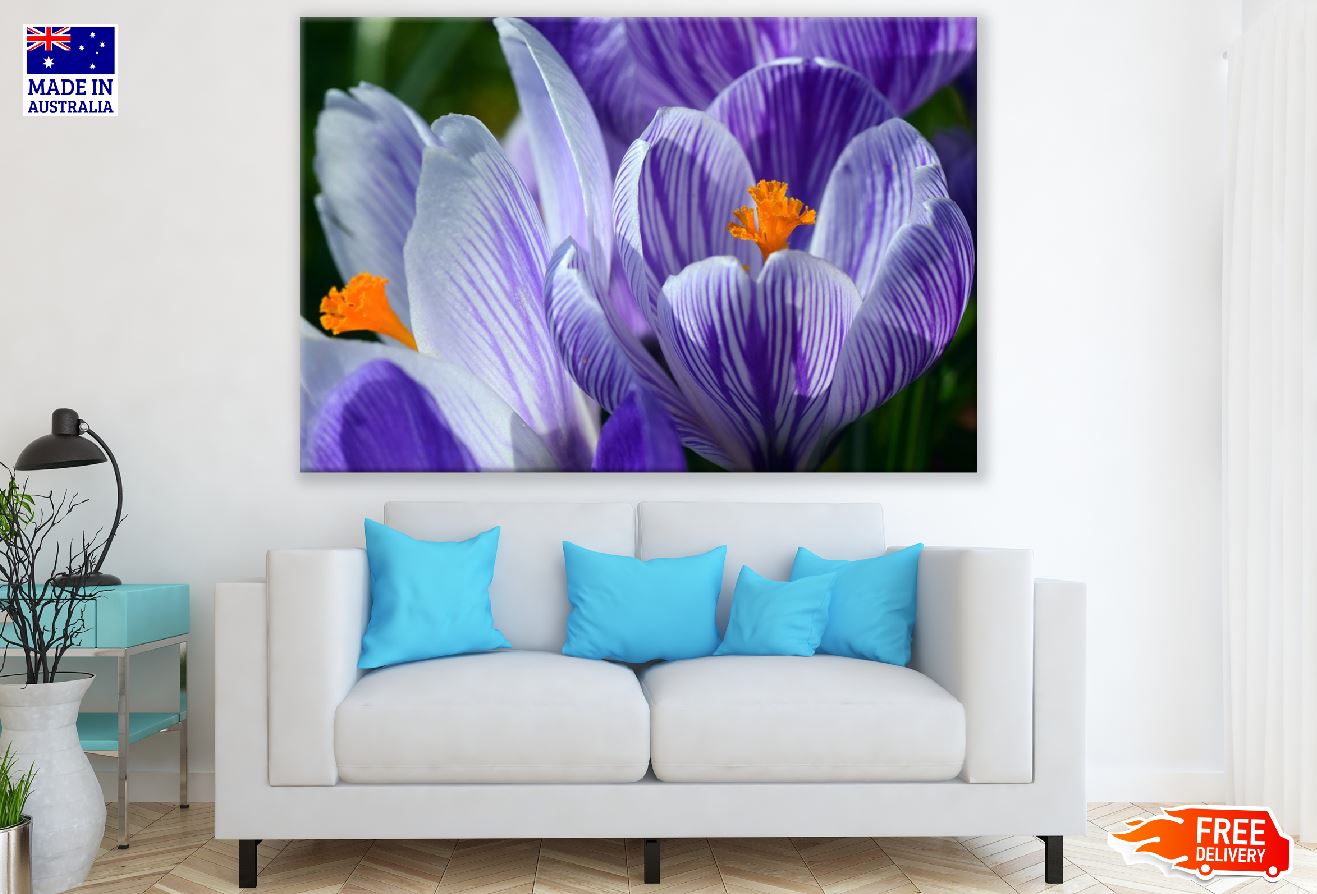 Blue Crocus Flowers Closeup Photograph Print 100% Australian Made