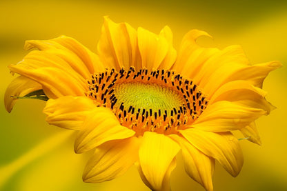 Sunflower Closeup Photograph Print 100% Australian Made