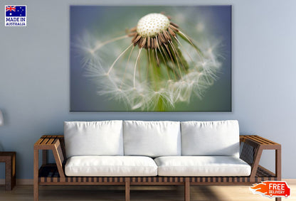 Dandelion Closeup Photograph Print 100% Australian Made