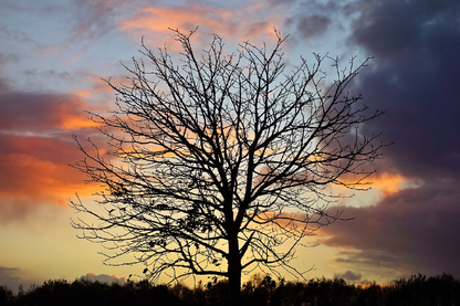 Tree with Birds & Sunset Sky Photograph Print 100% Australian Made