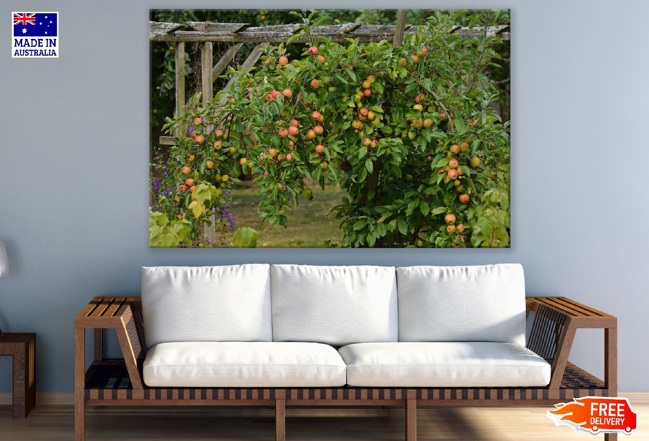 Apple Tree Photograph Print 100% Australian Made