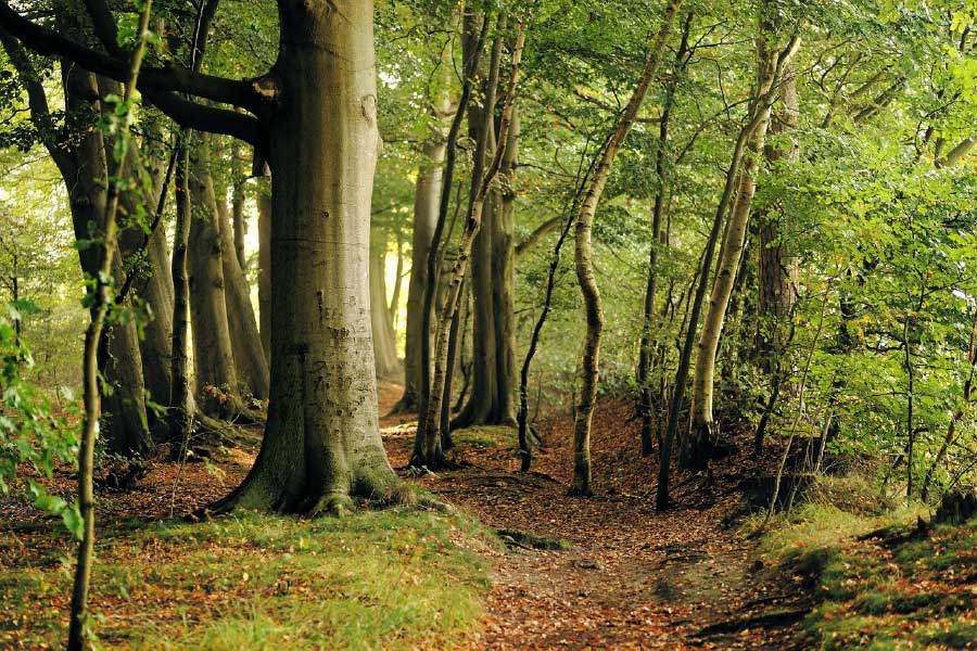 Deep Tree Forest Photograph Print 100% Australian Made