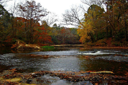 Autumn Forest & River View Photograph Print 100% Australian Made