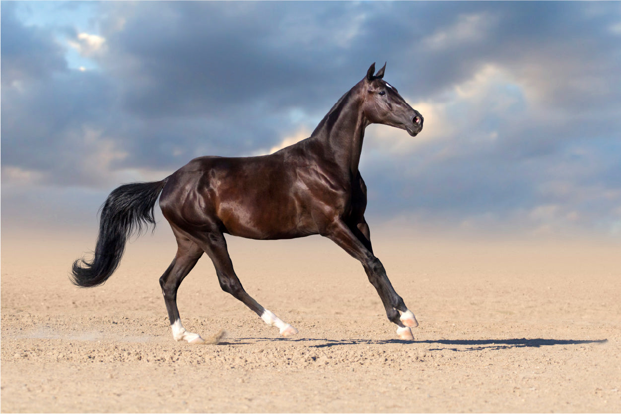 Bella Home Horse Running With Cloud Sky Print Canvas Ready to hang