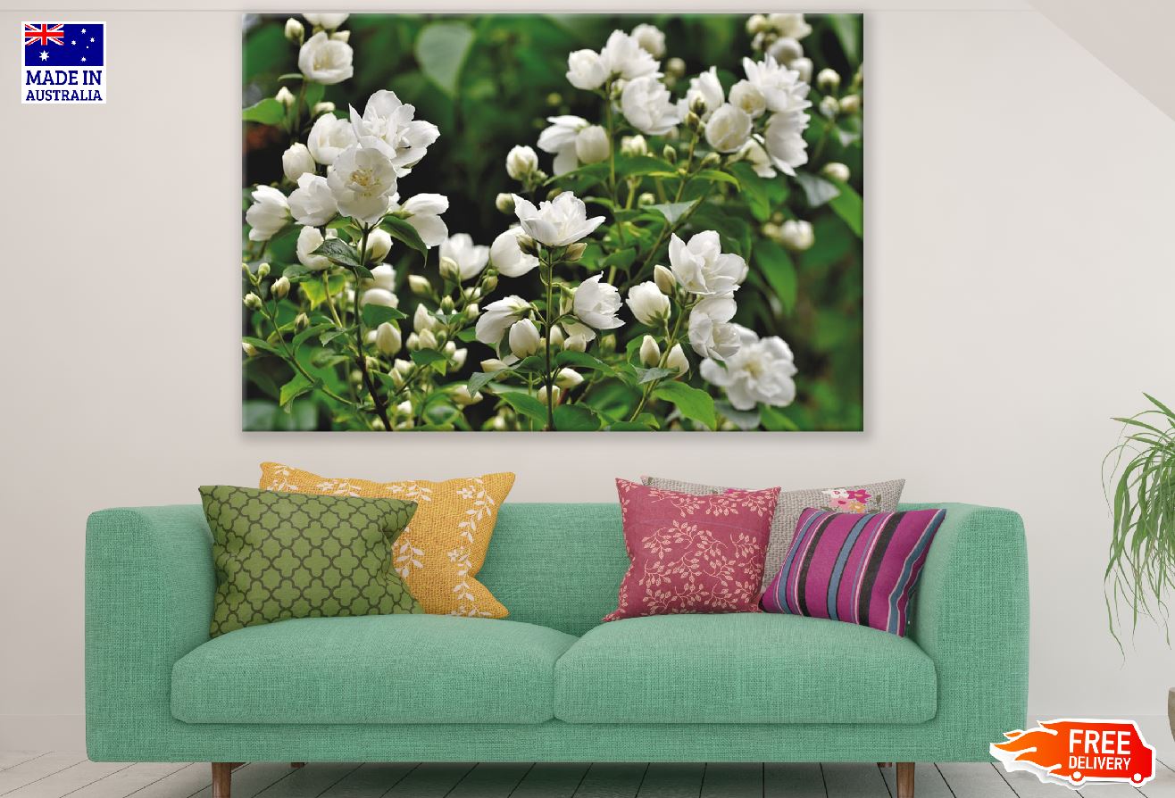 White Jasmine Flowers Photograph Print 100% Australian Made