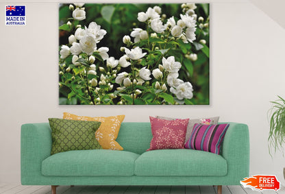 White Jasmine Flowers Photograph Print 100% Australian Made
