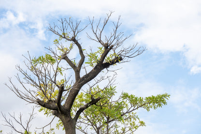 Spring Leaves on the Tree Sky Photograph Print 100% Australian Made