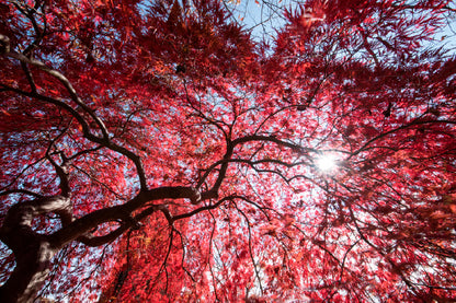 Bella Home Red Autumn leaves With Sky View Print Canvas Ready to hang
