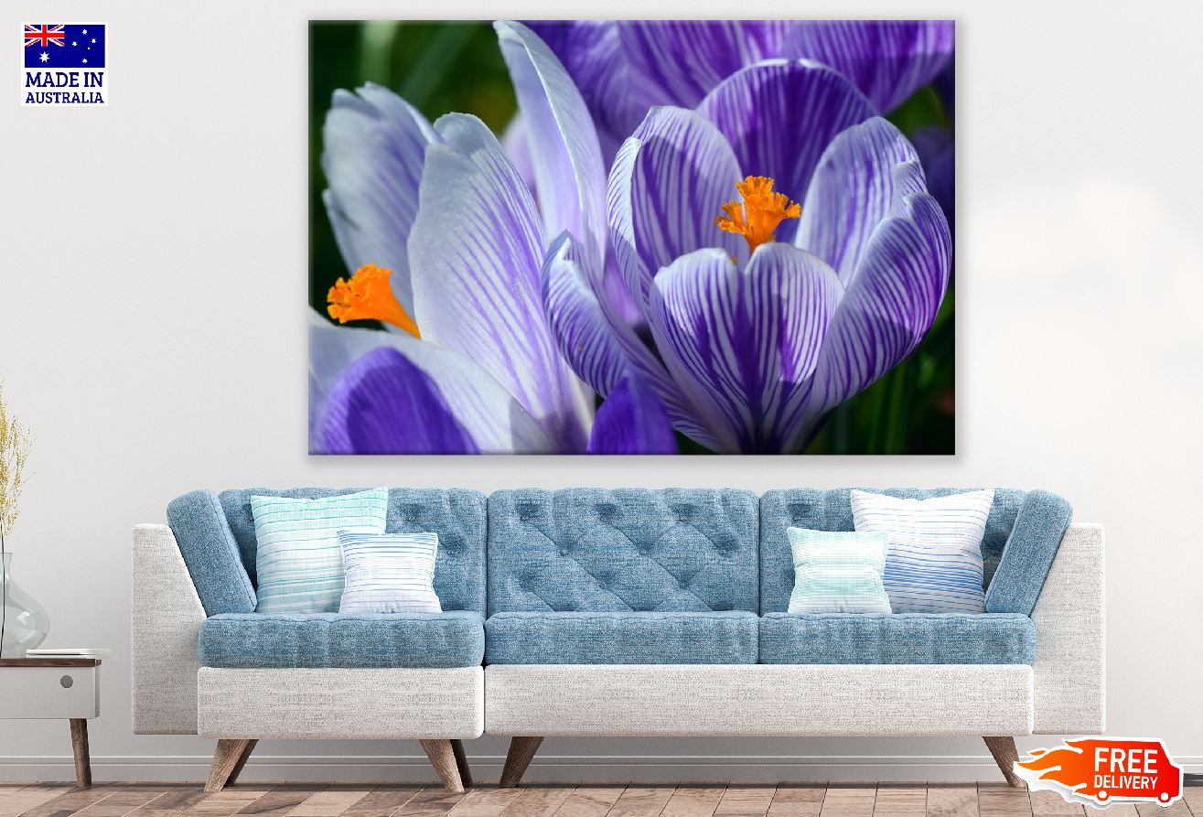 Blue Crocus Flowers Closeup Photograph Print 100% Australian Made