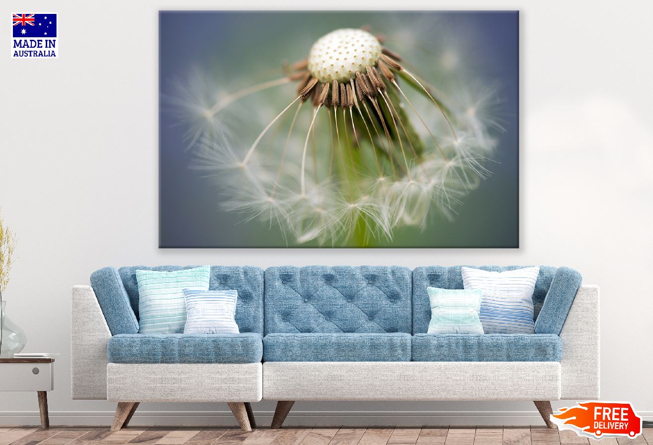 Dandelion Closeup Photograph Print 100% Australian Made