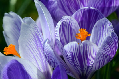 Blue Crocus Flowers Closeup Photograph Print 100% Australian Made