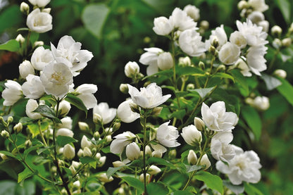 White Jasmine Flowers Photograph Print 100% Australian Made