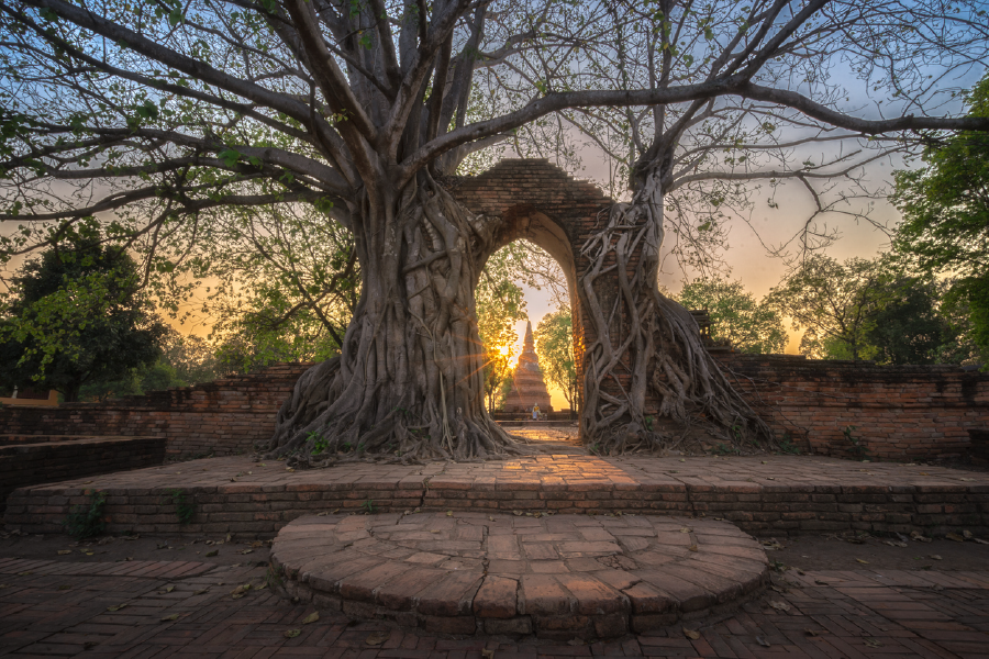 Tree & Temple View Photograph Print 100% Australian Made