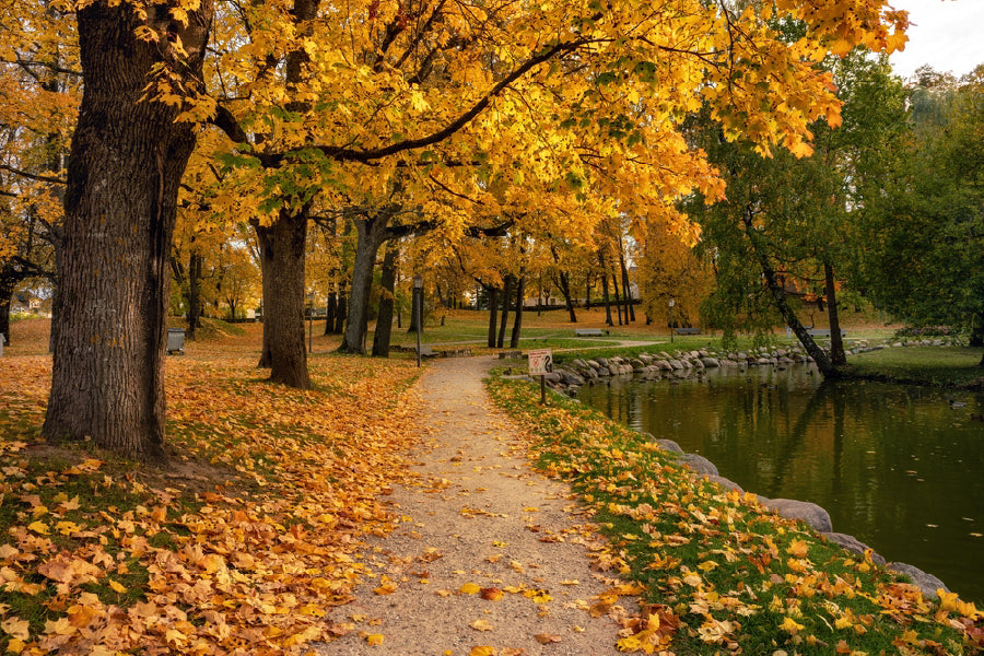 Autumn Trees & Lake Garden View Photograph Print 100% Australian Made