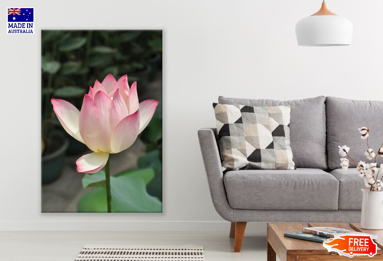 White Pink Lotus Closeup Photograph Print 100% Australian Made