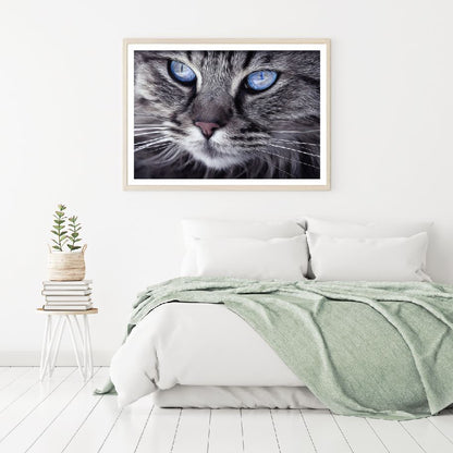 Cat with Blue Eyes Photograph Home Decor Premium Quality Poster Print Choose Your Sizes