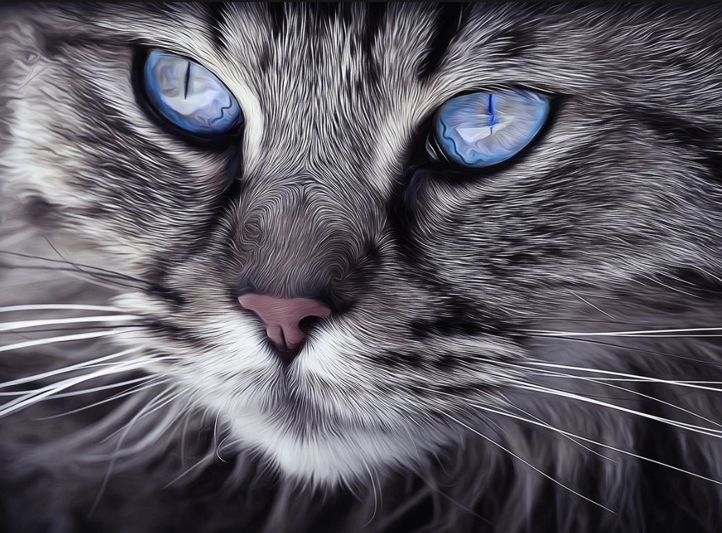 Cat with Blue Eyes Photograph Home Decor Premium Quality Poster Print Choose Your Sizes