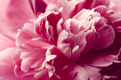 Pink Flower Macro Photograph Home Decor Premium Quality Poster Print Choose Your Sizes