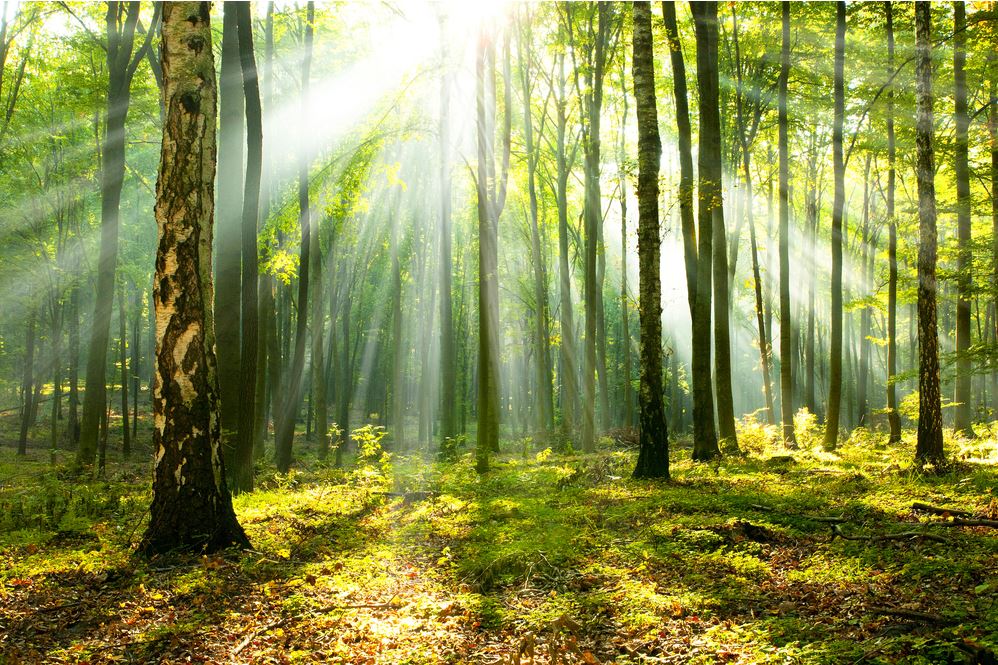 Sunlight through Trees in Forest Photograph Print 100% Australian Made