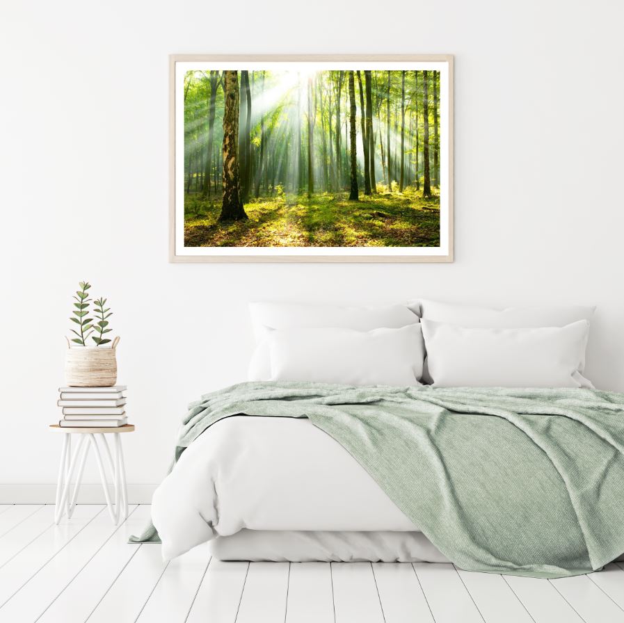 Sunrays through Trees Photograph Home Decor Premium Quality Poster Print Choose Your Sizes